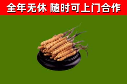 宁海县烟酒回收冬虫夏草.jpg